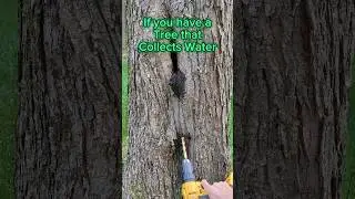 Prevent Tree Rot #diy #tree #drill #arborist #shorts
