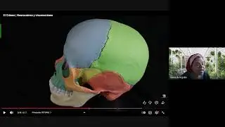 Clase VI_Columna vertebral: Anatom&iacute;a, funciones, movimientos, regi&oacute;n cervical, hechos con plastilina