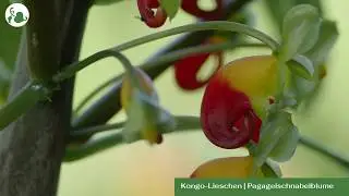 Kongo-Lieschen von Pflanzenliebe Landgraf