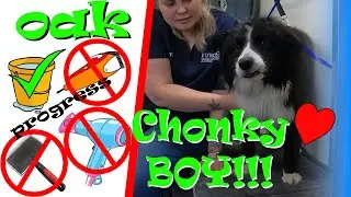 Oak The Snippy Snappy Chonky dog, over coming aggressive reactive behaviour for grooming.