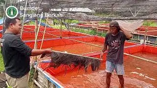 Pemasangan Injuk Untuk Persiapan  Pembenihan Ikan Lele