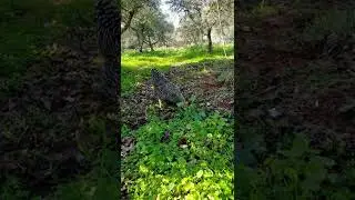 gallina amrock che razzola
