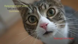 Relaxing music video| safe animals|quick relax