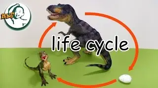 Learn dinosaur life cycle for kids with toy
