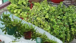 All About Jade Plant - How to Grow and Care Jade Plant || Fun Gardening