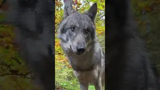 Young wolf curiosity builds tension 🐺👀✨ / Любопытство молодого волка растёт 🐺👀✨ #wolf #animals