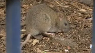 CDC warns of ravenous rats