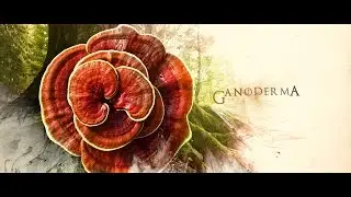 GANODERMAstory&trade; History, Life and Benefits of the KING of HERBS. by Organo Gold