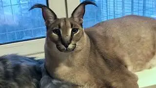 Floopa