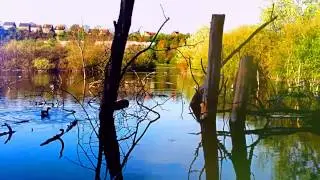 Environmental Harmony.