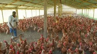 A MILLION DOLLAR 7000 CHICKEN Project will surprise you #chicken  #kisii #agriculture  #farming
