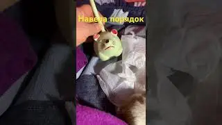 DIY. Мирта лучшая мамочка#jackrussellterrier#суперсобака#puppy#dog