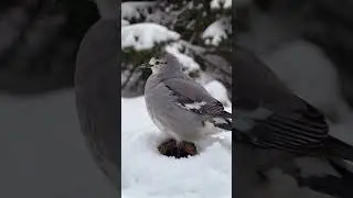 Snow bird in cold weather #snow #birds #ai  #snowbird #snowstorm #aiart
