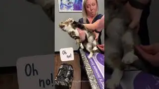 Funny cats#cat#catsof#catlover#funny#funnyvideos#foryou#fypage#fypツ#funnycat#cats