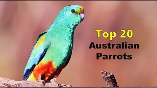 Top 20: Aussie Parrots