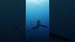 🦈THRESHER SHARK SHOWING OFF THE TAIL WHIP