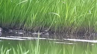 Bokje (Lymnocryptes minimus)  Jack Snipe - 't Weegje_Waddinxveen