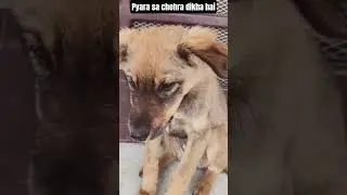 Our shy baby the naughtiest one🤩#adoptstrays #cute #puppy #dog #love #dogowners #shorts #voiceless