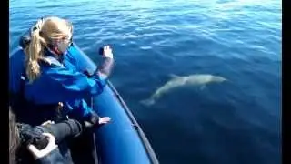Bottlenose Dolphin Calf - EcoVentures
