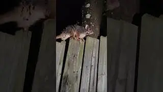 Following a ringtail possum home #australianpossum #ringtailpossum #澳洲負鼠