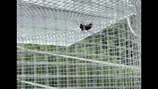 First Yellow-Legged Hornet of 2025 Caught!