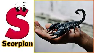 100 Insects and Spiders for Kids | Learn 100 Different Arthropods Names for Kids