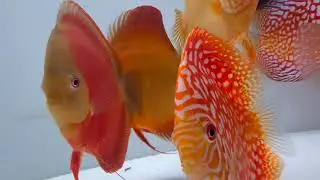 Amazon discus angelfish rabbit gar catfish wrasse ranchu chicken hamsters Maine coon parrot 16482