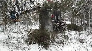 Ursus ja Arbro kuusikossa, i granbest&aring;nd 1/2.