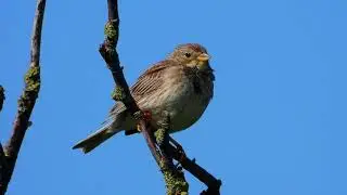 Corn bunting call Kornspurv Просянка Grauwe gors Triguero Bruant proyer Potrzeszcz Grauammer p1000