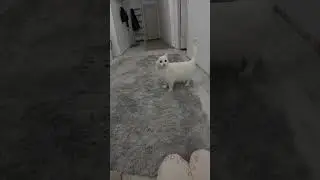 #video #cat #life #live #top #funny #catlover #game #music #2026 #cute