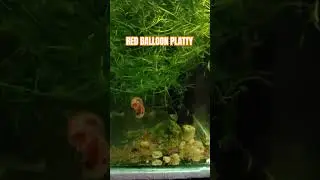 RED BALLOON PLATTY FISH FRIES #fishbreeding #aquaticplant #balloonmolly