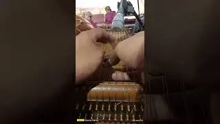 Srepeg Mataram Pelog Barang