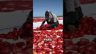 AS&Iacute; HACEN TOMATES SECOS en CHINA