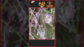 Aspargus barres | दुनिया के जहरीले फल |  #shorts #fruit