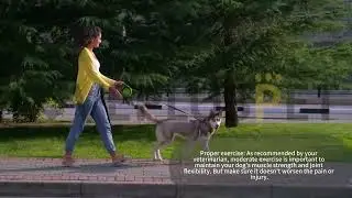 What's Best for Dogs with Hip Pain？