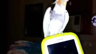 Mi Cacatillo criado a mano. Disfrutenlo.