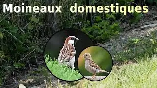 MOINEAU DOMESTIQUE - Petit groupe au ralenti