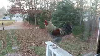 Rooster Crowing on the Front Porch!