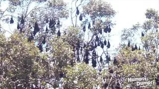 Megabats