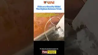 Fish Sliding with Gravity! 😲 The Amazing Siphon Science Trick #viral #science #physics #shorts
