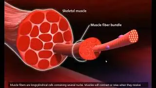 Aula - Contração e Relaxamento Muscular 01