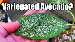 Variegated Avocado Tree? - Pruning To Maintain Variegation