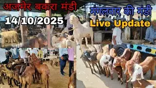 14 October 2025  Ajmer Bakra Mandi Live update cover with price rajsthan biggest Mandi