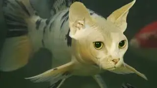 Animals Morphing Fish Dog Horse cats cow goose seal Elephant  @milli8368