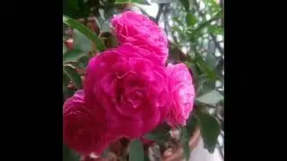 Want More Roses? Do This Now ; Best tips for healthy rose plant  #shorts  #roseplant