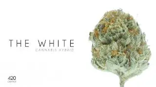 The White - Cannabis Hybrid (Available Now At 420 Central)