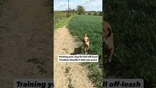 It shouldn&rsquo;t take years to experience freedom. #dogtraining #offleashfreedom #vizsla #dogsuk