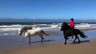 ISLANDE - Galop et t&ouml;lt sur la plage - Une aventure RANDO CHEVAL, agence de voyage &eacute;questre