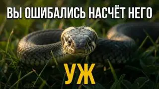 Уж: безобидная змея или дерзкий хищник — правда, которую вы не знали