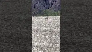 #alphawhitetails #deer #deerhunting #buck #bow #bowhunting #foodplot #treestand #boxblind #hunt